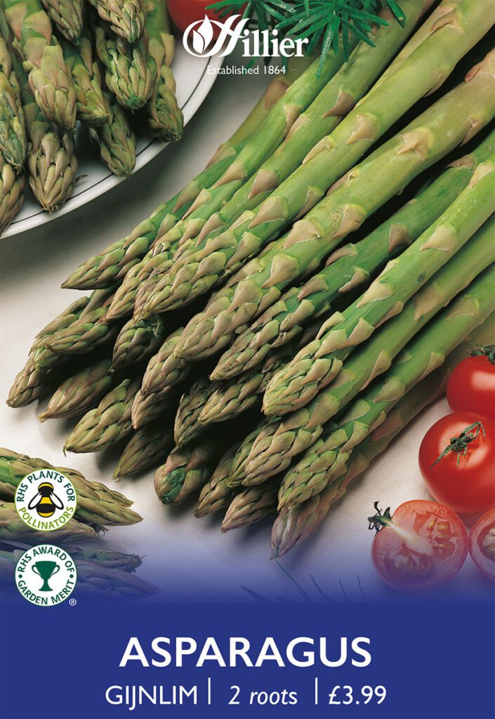 Asparagus Gijnlim Crowns 8718641999394 2